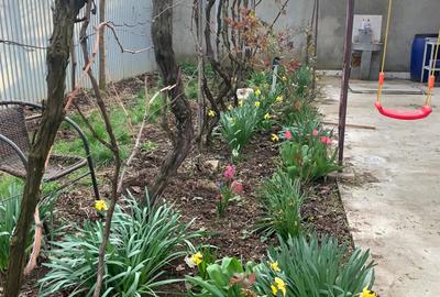 Voluntari Casa 2 camere 100 000eur - 4