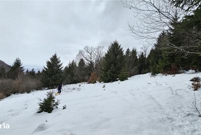 Spațiu comercial, în Poiana Brașov