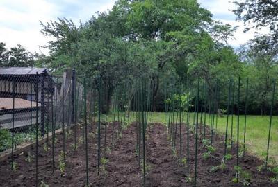 Teren intravilan, casa demolabila in Dumbravesti, Prahova - 6