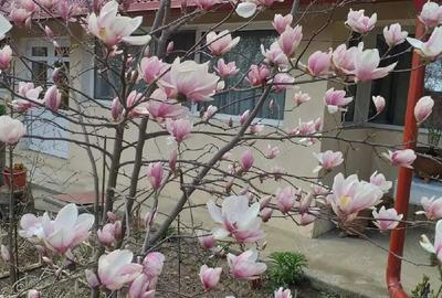 Casă cu 11 camere în Central - 3