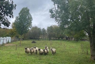 Spațiu comercial, în Mărtinești - 1