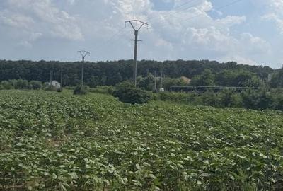 Teren de 2500 mp, în Snagov - 2