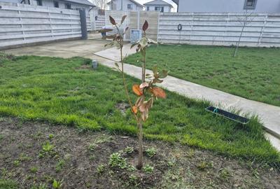 Casă cu 4 camere cu Teren 460 Mp în Central