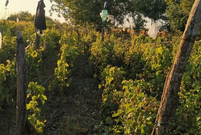 Cosereni, Ialomita - 6