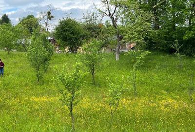 Teren de 4200 mp, în Ocina de Sus - 9