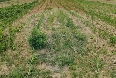 Teren extravilan de vanzare in Ulmeni! - 3