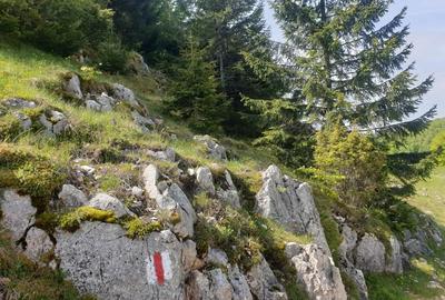 Teren de 1000 mp, în Dâmbovicioara - 5