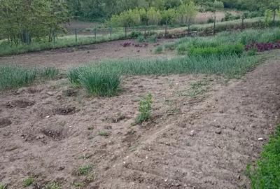 Vand casa in Barsanesti, judetul Botosani, teren 3868 mp Vand casa in Barsanesti, judetul Botosani, teren 3868 mp - 10