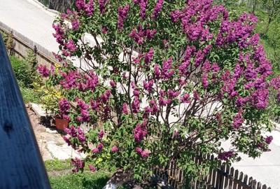 Casă cu 5 camere în Vistieru - 1