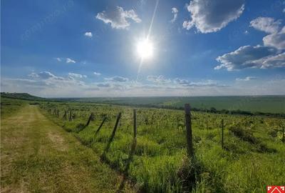 Teren de 185000 mp, în Șiria - 2