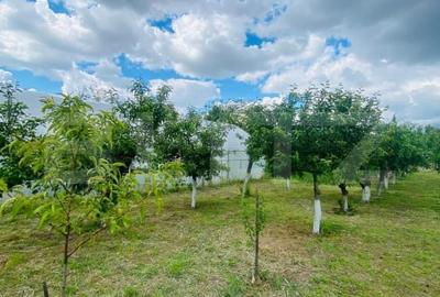 Casa pe parter, 2.753 mp teren, Marotinu de Sus - 8