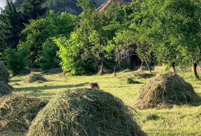 Cornu de Sus, vanzare teren intravilan 2900/26 - 2