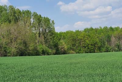Teren intravilan Butimanu/Barbuceanu, Dambovita - 8