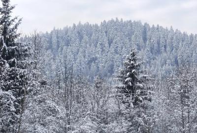 Teren de 22600 mp, în Sucevița - 7