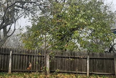 Vand casa taraneasca Brosteni,Bahna,Neamt Vand casa taraneasca Brosteni,Bahna,Neamt - 2