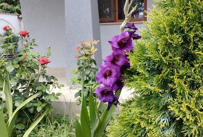 Casă cu 5 camere în Umbrărești - 1