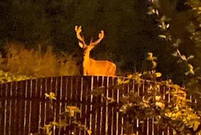 FILM &3D!! Arta si design in incantarea naturii, oportunitate rezidential/ turis - 32