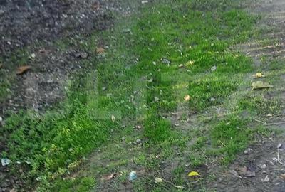 Pachet complet: casa + 800 mp Cocorastii Colt - 9