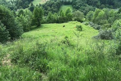 Teren de 5000 mp, în Teșila