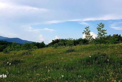 Teren de 13000 mp, în Asău - 2