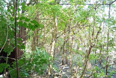 Iam, Casa 5 Camere, Gospodarie, 1439mp Teren, Pret Negociabil - 4