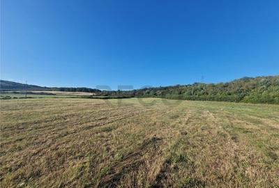 RECO teren extravilan Betfia - 7