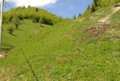 Teren de 25000 mp, în Moieciu