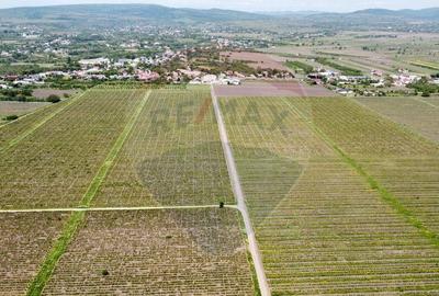 Oportunitate vie 54 ha la DN E85 - 8