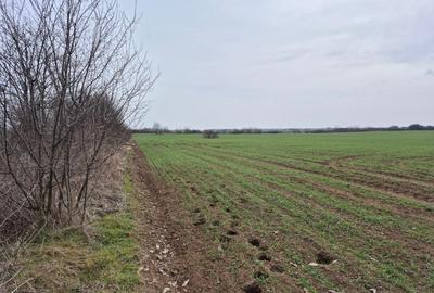 Teren intravilan ieftin Balotesti, 1100 mp, 25000 euro - 5