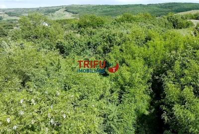 Teren intravilan 4600mp in Oarda de Sus - 5