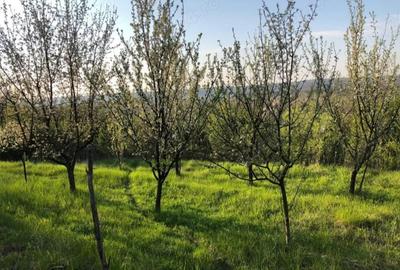 Casă cu Teren 5000 Mp în Gura Motrului - 1