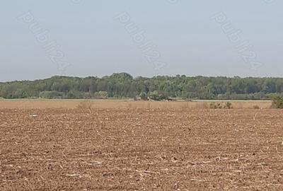 Teren de 4850 mp, în Dobreni - 2
