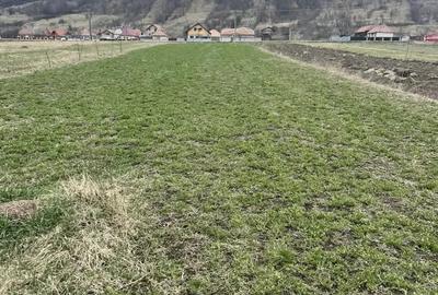 Teren de 3145 mp, în Mănăstirea Cașin - 1