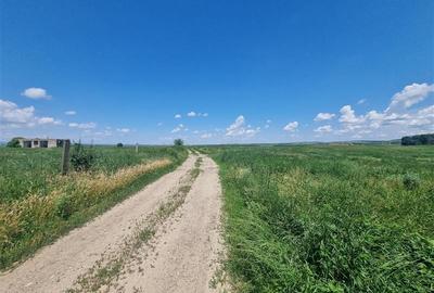 Teren agricol extravilan de 27500 mp, în Șerbești - 13
