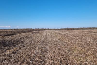 Teren agricol intravilan de 10000 mp, în Snagov - 9