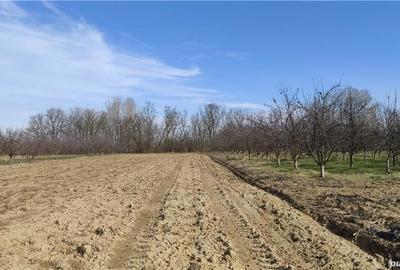 Teren de 2500 mp, în Sud - 6