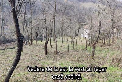 Teren în Pecinișca - 5