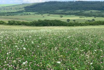 Spațiu comercial, în Brestovăț - 1