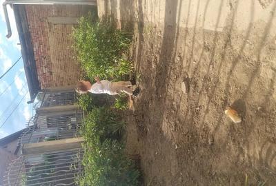 Casă cu 3 camere cu Teren 356 Mp în Central - 8