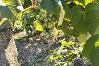 Casă cu 2 camere în Bocsig - 3