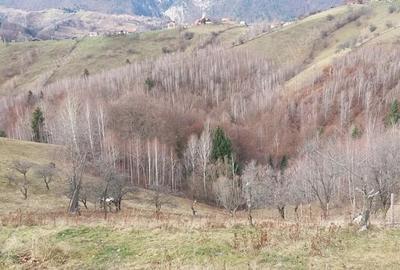 Teren de 4608 mp, în Măgura - 3