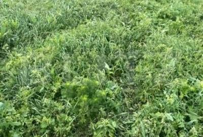 Casă cu 2 camere cu Teren 3400 Mp în Baciu - 1