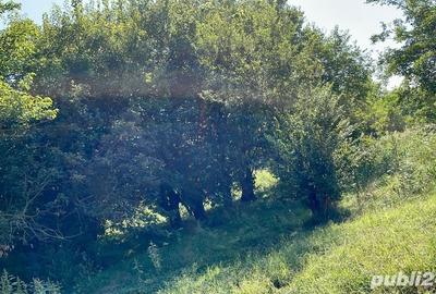 Teren de 8800 mp, în Pătlăgeanca