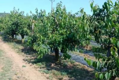 Teren intravilan de 5000 mp, în Cuvin - 2