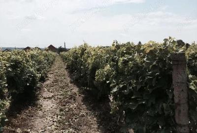 Teren de 53000 mp, în Călinești - 1