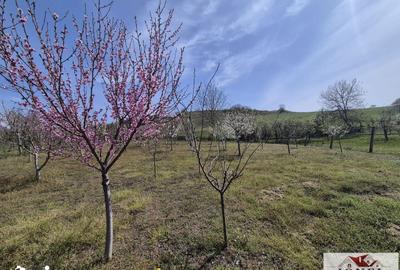 Casă cu 4 camere cu Teren 1439 Mp în Central - 12