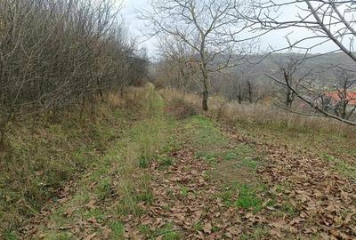 RECO Teren  in Oradea - 3