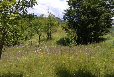 Teren de 3600 mp, în Aluniș - 8