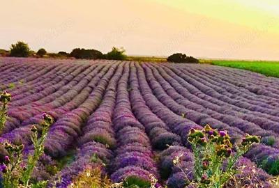 De vanzare plantatie de lavanda De vanzare plantatie de lavanda - 3