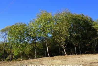 TEREN 1522 MP, LA 10 MINUTE DE ORAS TEREN 1522 MP, LA 10 MINUTE DE ORAS - 16